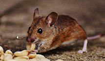 24 Hour & Emergency Exterminators in Guerrier, WA